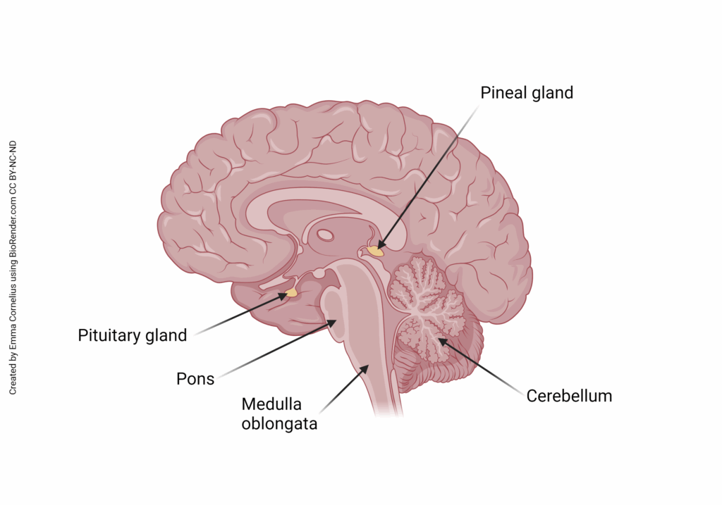 Meditation Techniques That Stimulate the Pineal Gland