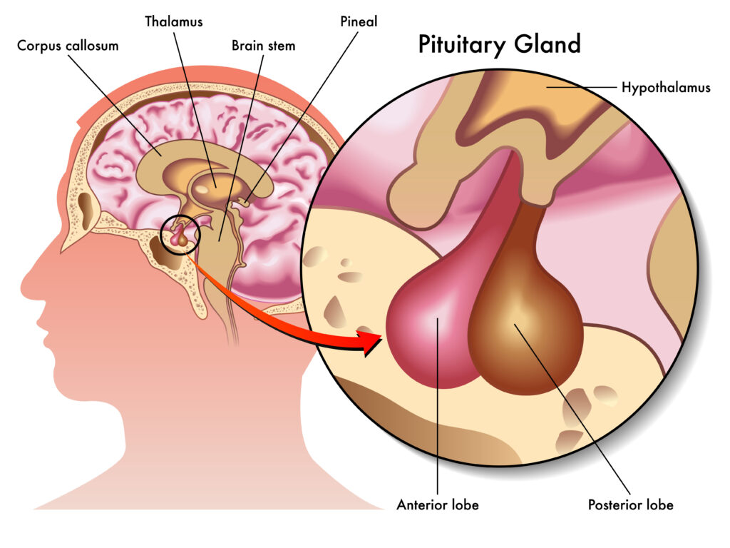 Sleep Cycles, Melatonin, and the Role of the Pineal Gland