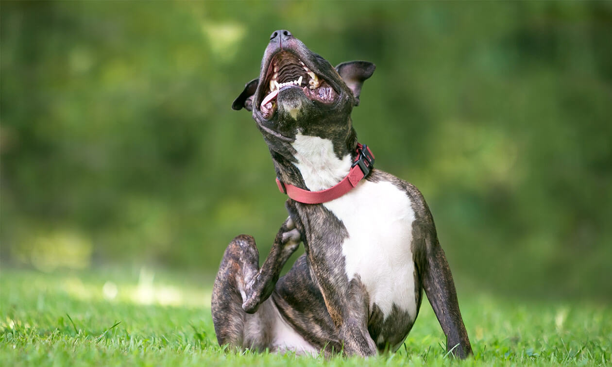 PawBiotix Reviews: Optimize Your Dog’s Gut-Brain Axis with Zero Complaints
